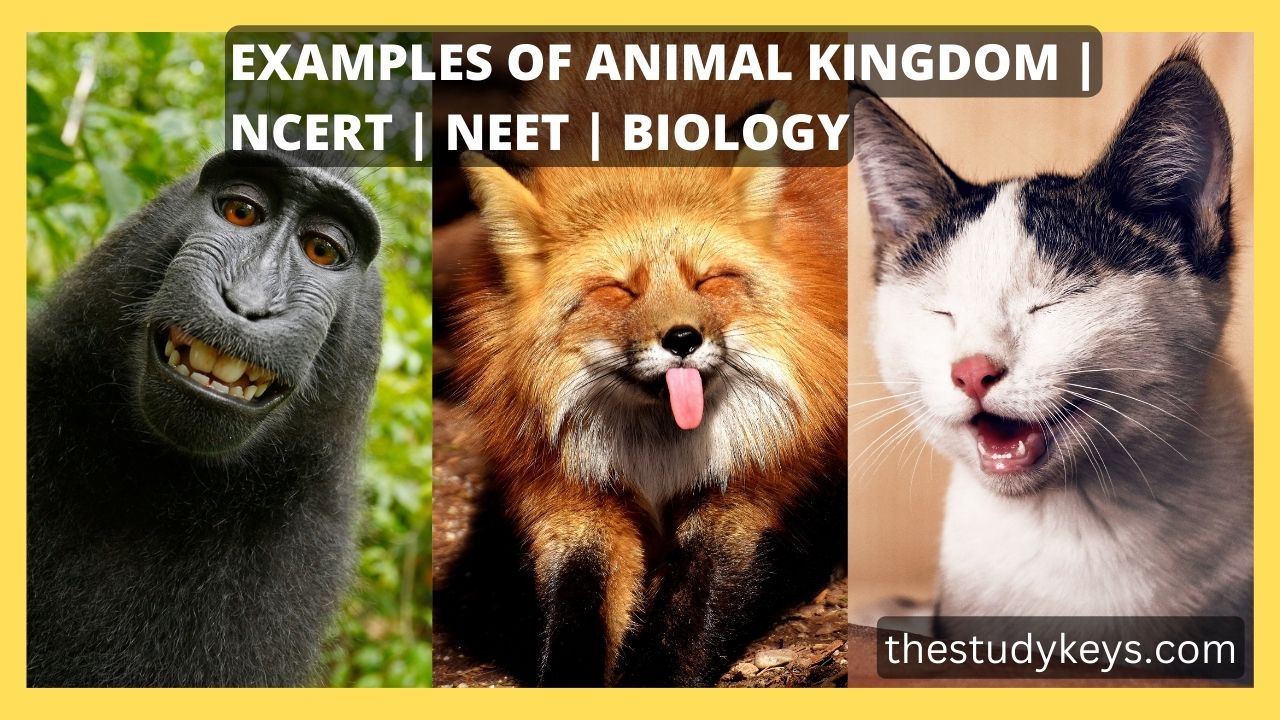 Examples of Animal Kingdom | NCERT | NEET | BIOLOGY - thestudykeys